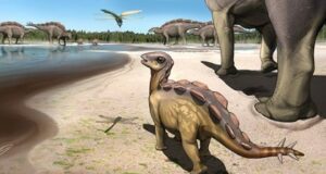 International paleontology team discovers tiny cat sized stegosaur