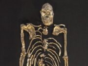 Little Foot fossil shows early human ancestor clung closely to trees