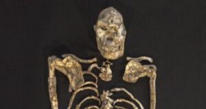 Little Foot fossil shows early human ancestor clung closely to trees