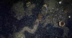 Mysterious ocean floor trails show Arctic sponges on the move