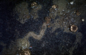 Mysterious ocean floor trails show Arctic sponges on the move