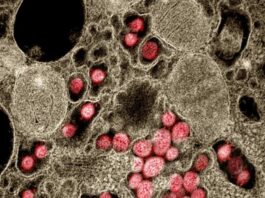 Nanobodies inhibit SARS CoV 2 infection including emergent variants