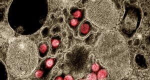 Nanobodies inhibit SARS CoV 2 infection including emergent variants