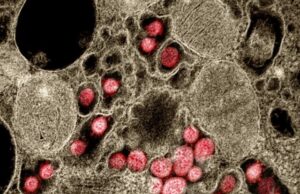 Nanobodies inhibit SARS CoV 2 infection including emergent variants