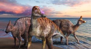 New duckbilled dinosaur discovered in Japan