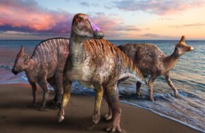 New duckbilled dinosaur discovered in Japan