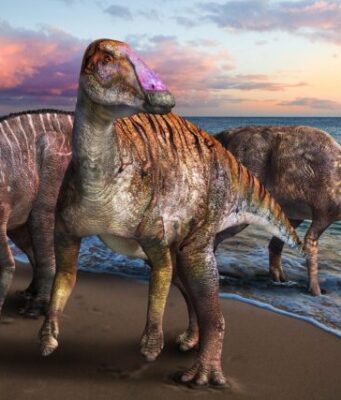 New duckbilled dinosaur discovered in Japan