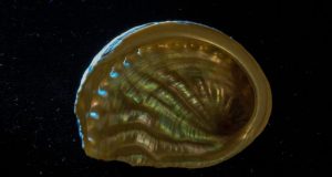 New nondestructive optical technique reveals the structure of mother of pearl