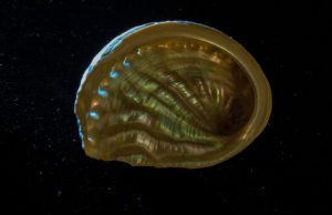 New nondestructive optical technique reveals the structure of mother of pearl