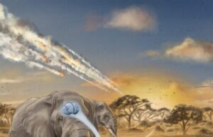 New study has scientists re-evaluating relative brain size and mammalian intelligence New study has scientists re evaluating relative brain size and mammalian intelligenc