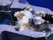 Ocean bacteria release carbon into the atmosphere