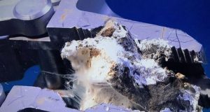 Ocean bacteria release carbon into the atmosphere