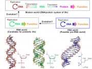 Origins of life could have started with DNA like XNAs