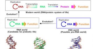 Origins of life could have started with DNA like XNAs