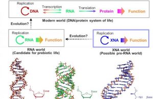 Origins of life could have started with DNA like XNAs