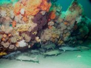 Overfishing of Atlantic cod likely did not cause genetic changes