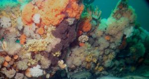 Overfishing of Atlantic cod likely did not cause genetic changes