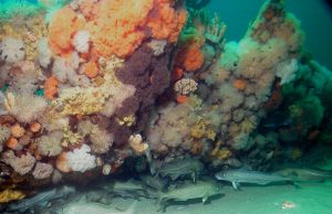 Overfishing of Atlantic cod likely did not cause genetic changes