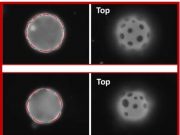 Research team discovers use of elasticity to position microplates on curved 2D fluids