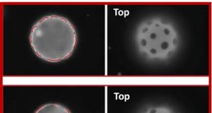 Research team discovers use of elasticity to position microplates on curved 2D fluids