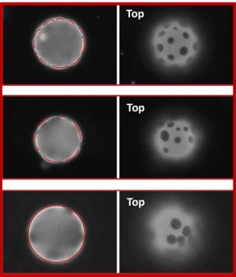 Research team discovers use of elasticity to position microplates on curved 2D fluids Research team discovers use of elasticity to position microplates on curved 2D fluids