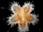 Researcher reports cannibalistic echinoderm underwater dwellers