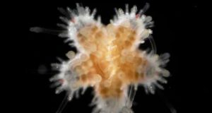 Researcher reports cannibalistic echinoderm underwater dwellers
