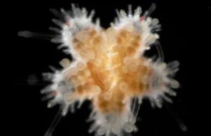 Researcher reports cannibalistic echinoderm underwater dwellers