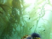 Researchers begin to decipher the composition and function of sea urchin microbiomes