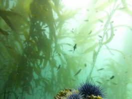 Researchers begin to decipher the composition and function of sea urchin microbiomes