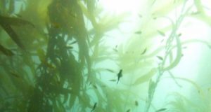 Researchers begin to decipher the composition and function of sea urchin microbiomes