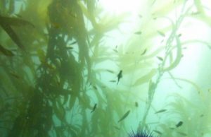 Researchers begin to decipher the composition and function of sea urchin microbiomes Researchers begin to decipher the composition and function of sea urchin microbiomes