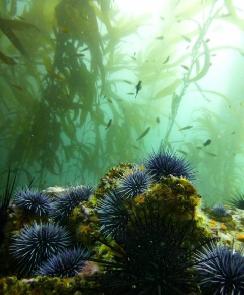 Researchers begin to decipher the composition and function of sea urchin microbiomes