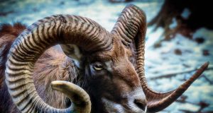 Researchers discover how animals grow their pointy body parts