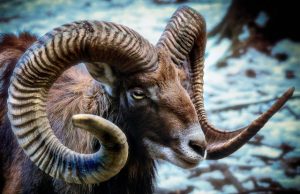 Researchers discover how animals grow their pointy body parts