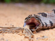 Researchers find snake venom complexity is driven by prey diet