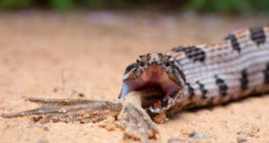 Researchers find snake venom complexity is driven by prey diet