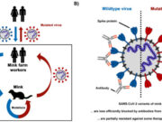 SARS CoV 2 variants from mink evade inhibition by antibodies