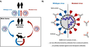 SARS CoV 2 variants from mink evade inhibition by antibodies