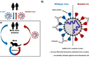 SARS CoV 2 variants from mink evade inhibition by antibodies