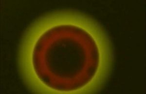 Scientists discover three liquid phases in aerosol particles Scientists discover three liquid phases in aerosol particles