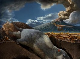 Scientists discover two new species of ancient burrowing mammal ancestors