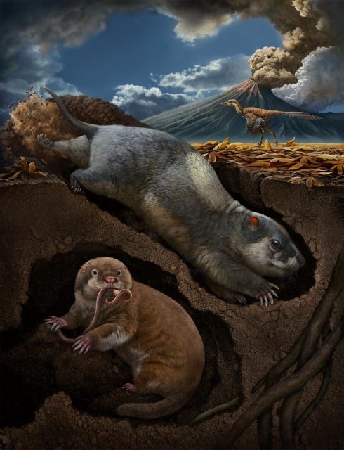 Scientists discover two new species of ancient burrowing mammal ancestors