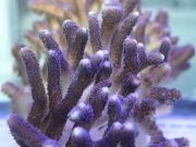 Scientists findings suggest corals will withstand climate change