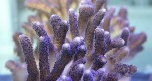 Scientists findings suggest corals will withstand climate change