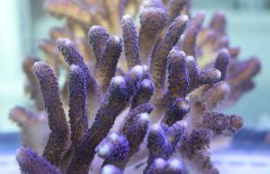 Scientists’ findings suggest corals will withstand climate change Scientists findings suggest corals will withstand climate change