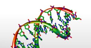 Sixty year old question on DNA replication timing sequence answered