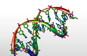 Sixty year old question on DNA replication timing sequence answered