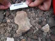 Study cements age and location of hotly debated skull from early human Homo erectus