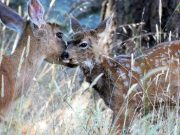 Study shows multiple factors shape timing of birth in mule deer